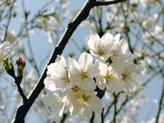 -西北湖绿化广场