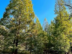 -白水寺森林公园