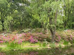 -上海共青森林公园