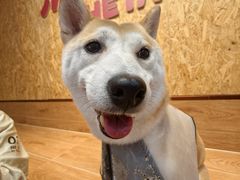 -和它·交个朋友·狗咖猫咖(爱琴海店)