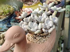 -桂林市花鸟市场