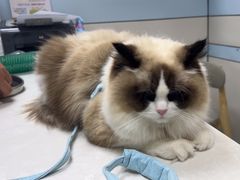 -中农国际动物医院24小时·猫科·骨科·急重症中心