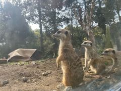 -鸡鸣汤包(红山动物园店)