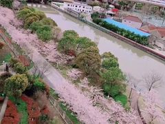-高东镇樱花园