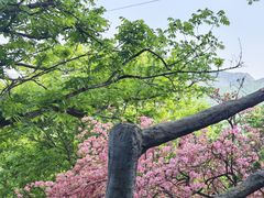 -木兰云雾山