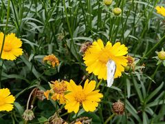 -桤木河湿地公园