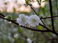 -南国桃园旅游度假区