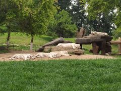 -北京野生动物园