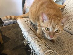 -喵屿·大理花园猫咖