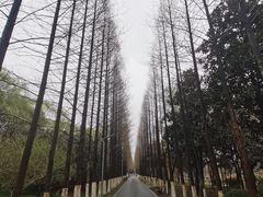 -昆山城市生态森林公园