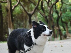 -燕晗山郊野公园