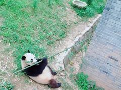 -都江堰中华大熊猫苑