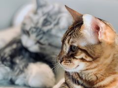-猫腻·猫咖·撸猫馆(星光大道店)