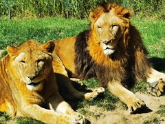 -北京野生动物园