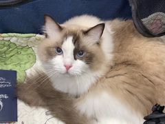 -四月宠物医院·猫专科·心脏专科·内科(转塘店)