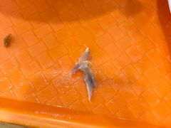 -八沟羊汤(河北大街店)