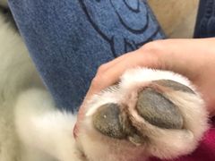 -Husky Go! 哈士奇体验馆·宠物咖啡厅狗咖