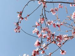 -桃花堤公园