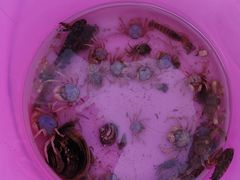 -北海金海湾红树林生态旅游区