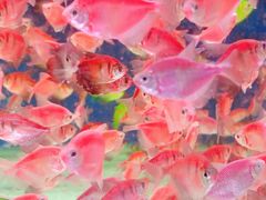 -青石桥花鸟鱼虫市场(叠翠城店)