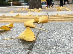 -北京王府井烤鸭(泰兴店)