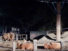 -清迈夜间动物园