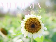 -花开海上生态园