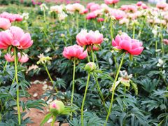 -扬州芍药园(仪征市)