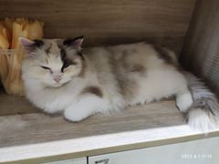 -藏猫猫咖啡主题馆(中央大道店)