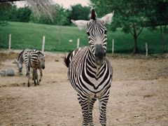 -北京野生动物园