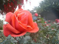 -人民公园(罗湖区)