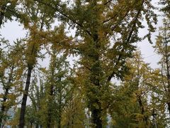 -百林公园-两江幸福广场