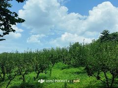 -宜兴龙背山森林公园