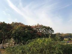 -宜兴龙背山森林公园