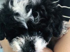 -安安宠医·安宠宠物医院