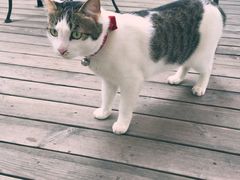 -海边的猫和咖啡馆