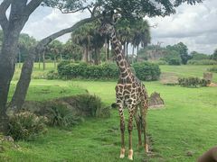 -奥兰多迪士尼动物王国乐园