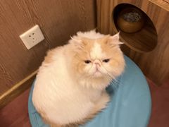 -MOCHA明星猫咖(田子坊店)