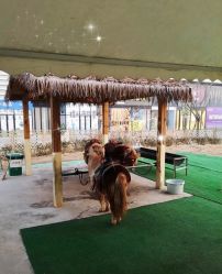 -萌宠亲子动物乐园(槐房万达店)