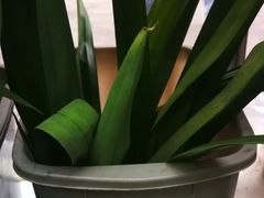 -安记印尼土产商店