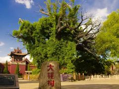 -大槐树寻根祭祖园