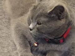 -猫色咖啡·猫咖