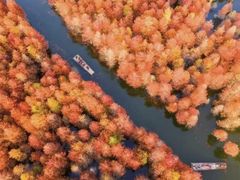 -合肥滨湖国家森林公园