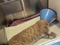 -动物缘宠物医院·骨科·猫科(西二环店)