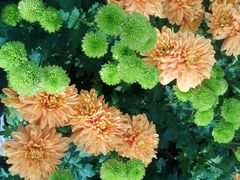 -上海鲜花港