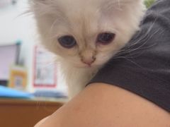 -宠福鑫动物医院(望京分院)