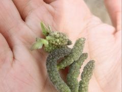 -汉长安城未央宫国家考古遗址公园