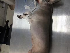 -邢大夫动物医院