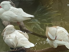 -吉隆坡雀鸟公园
