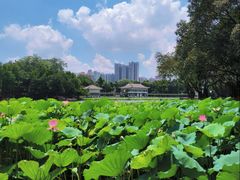 -荔湾湖公园